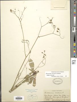 Image of rattlesnakeweed