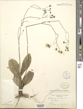 Image of rattlesnakeweed