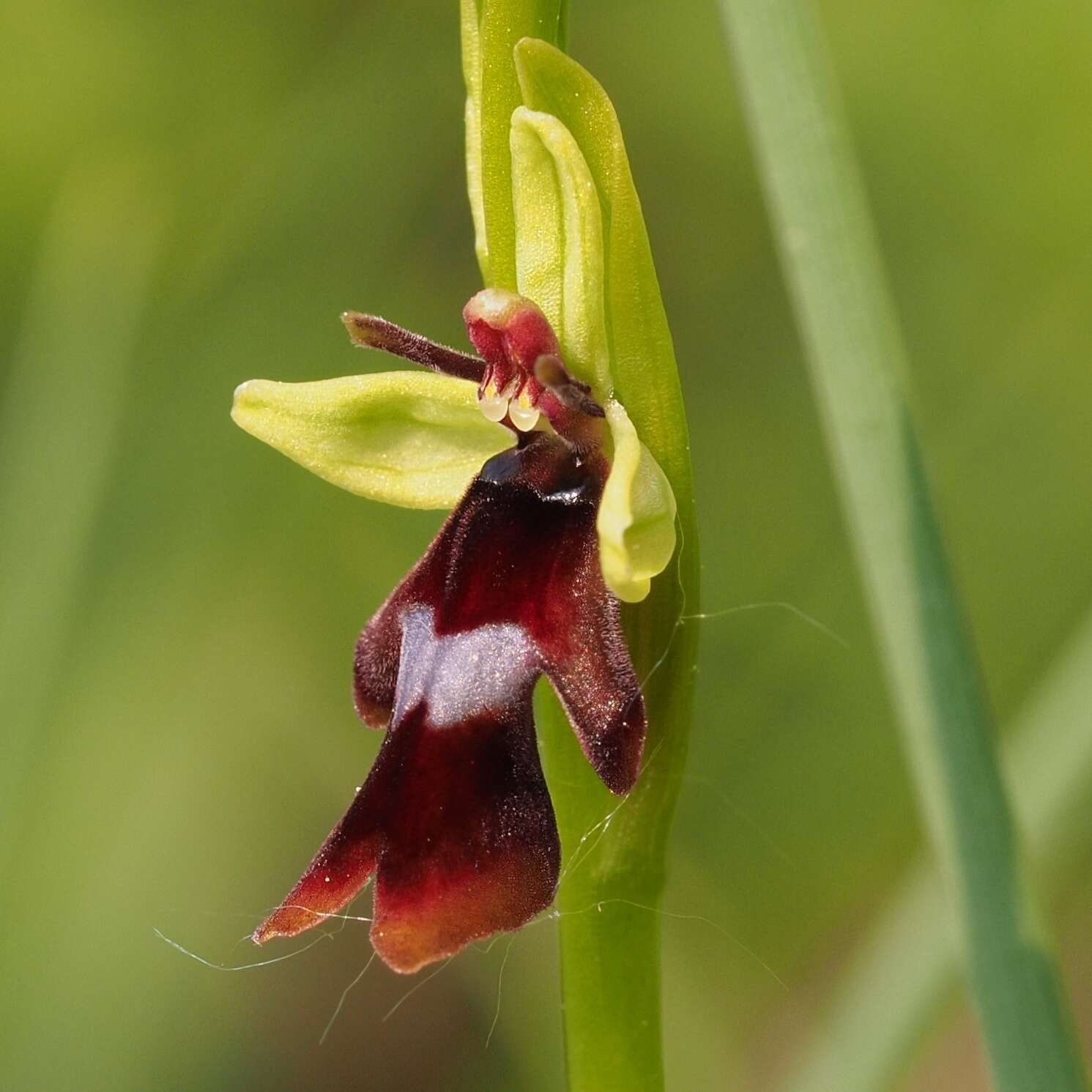 Image of Fly orchid