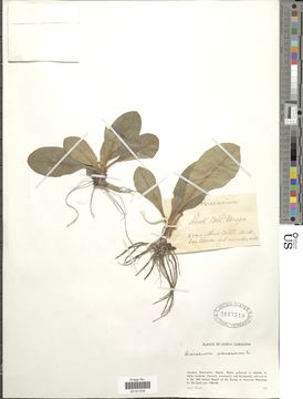 Image of rattlesnakeweed