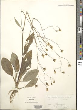 Image of rattlesnakeweed