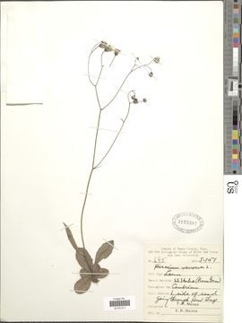 Image of rattlesnakeweed