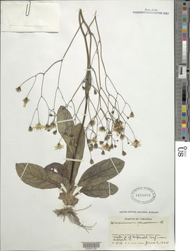 Image of rattlesnakeweed