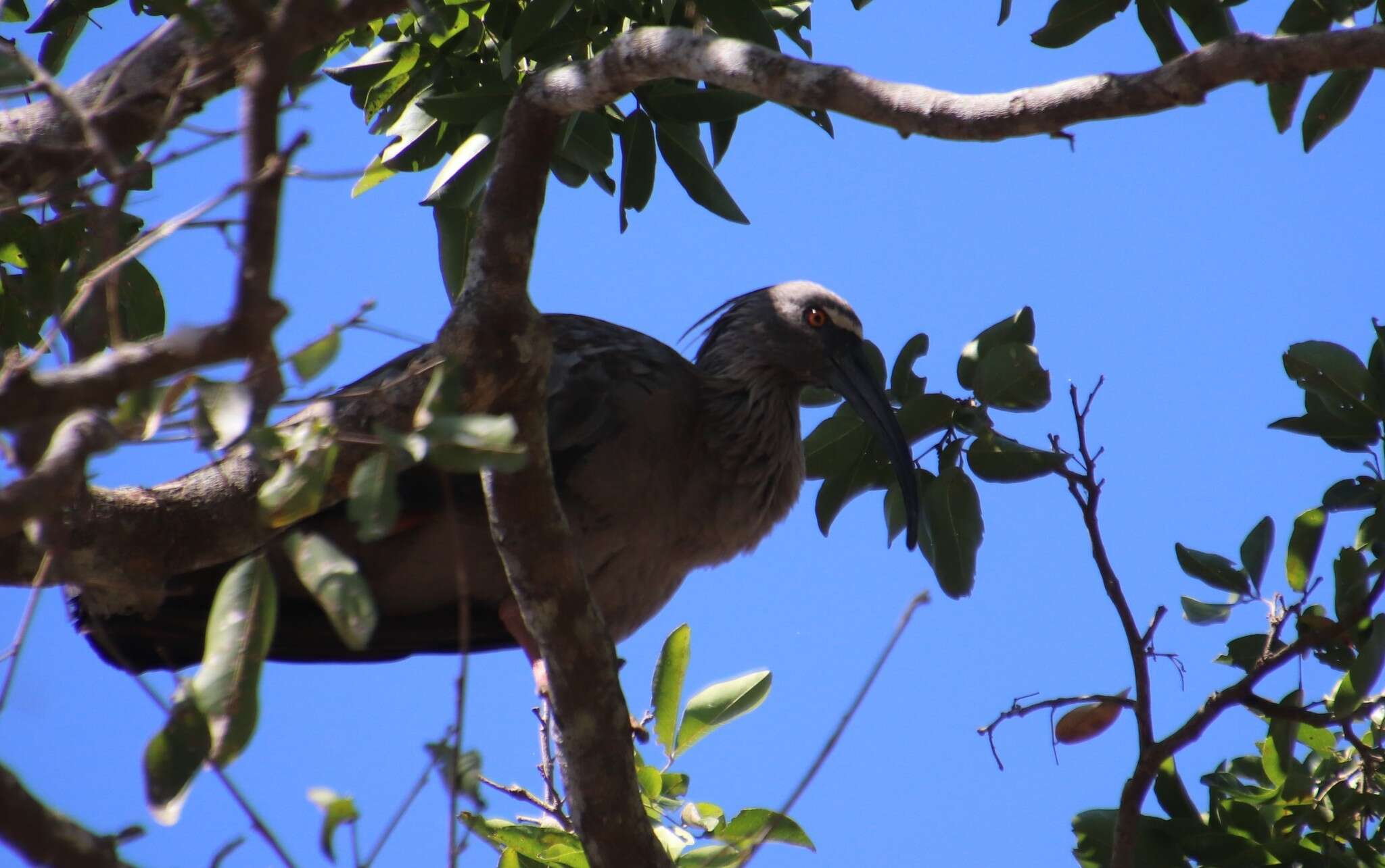 Image of Plumbeous Ibis