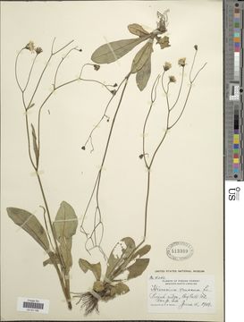 Image of rattlesnakeweed