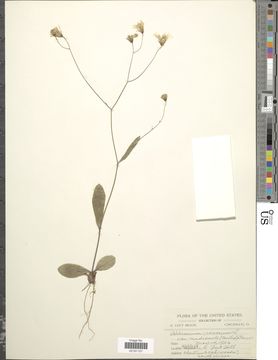 Image of rattlesnakeweed