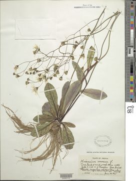 Image of rattlesnakeweed