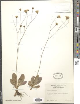 Image of rattlesnakeweed
