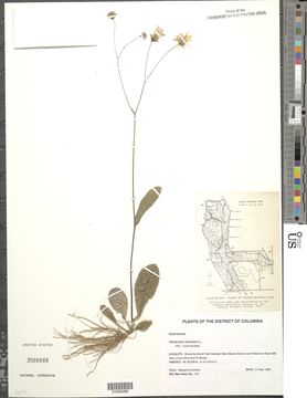 Image of rattlesnakeweed