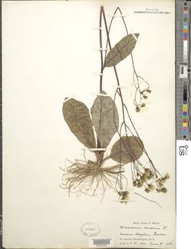 Image of rattlesnakeweed