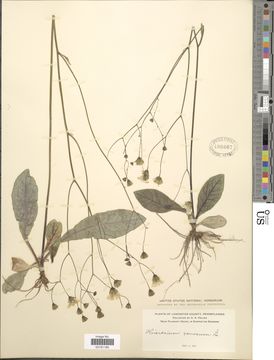 Image of rattlesnakeweed