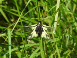 Image of Owly sulphur