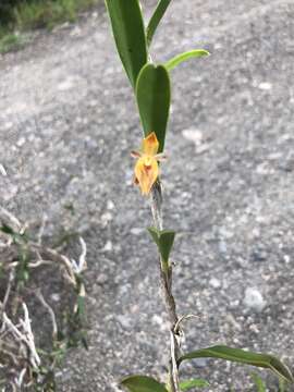 Image of Epidendreae