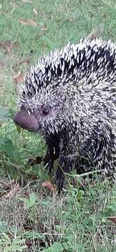 Image of Brazilian Porcupine