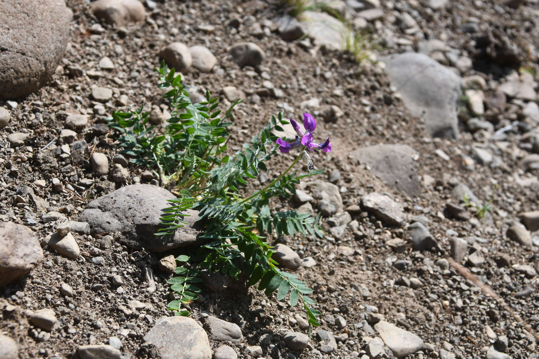 Image of arctic locoweed