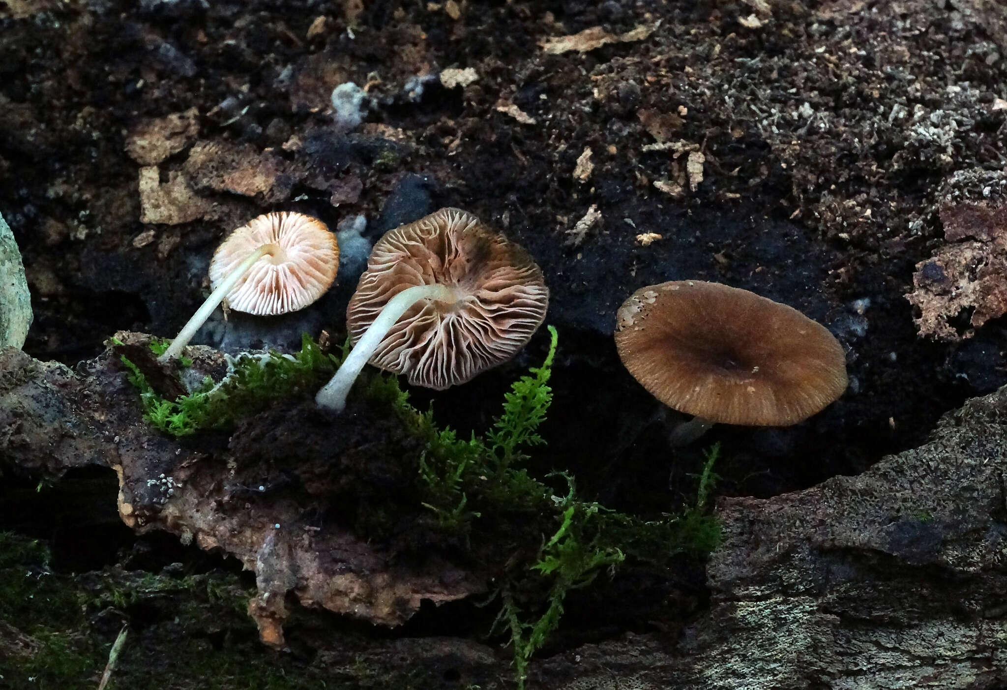 Image of Pluteus granularis Peck 1885