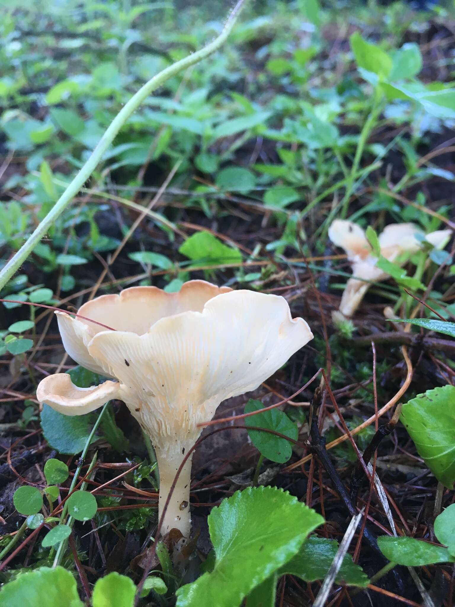 Слика од Clitocybe gibba (Pers.) P. Kumm. 1871