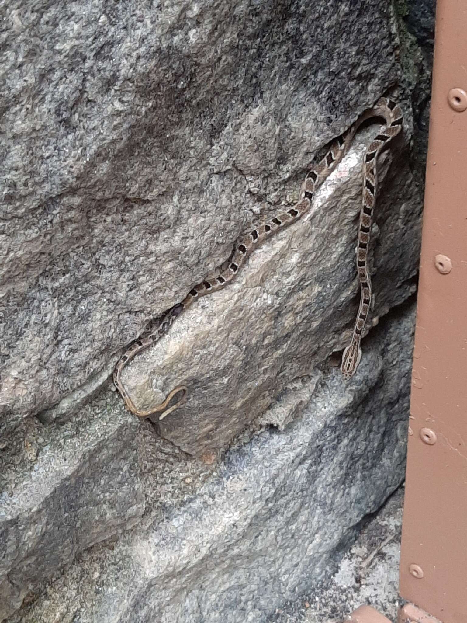 Tropidodryas striaticeps (Cope 1870) resmi