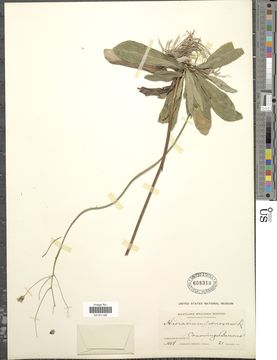 Image of rattlesnakeweed