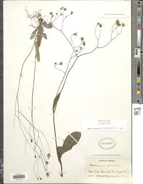 Image of rattlesnakeweed