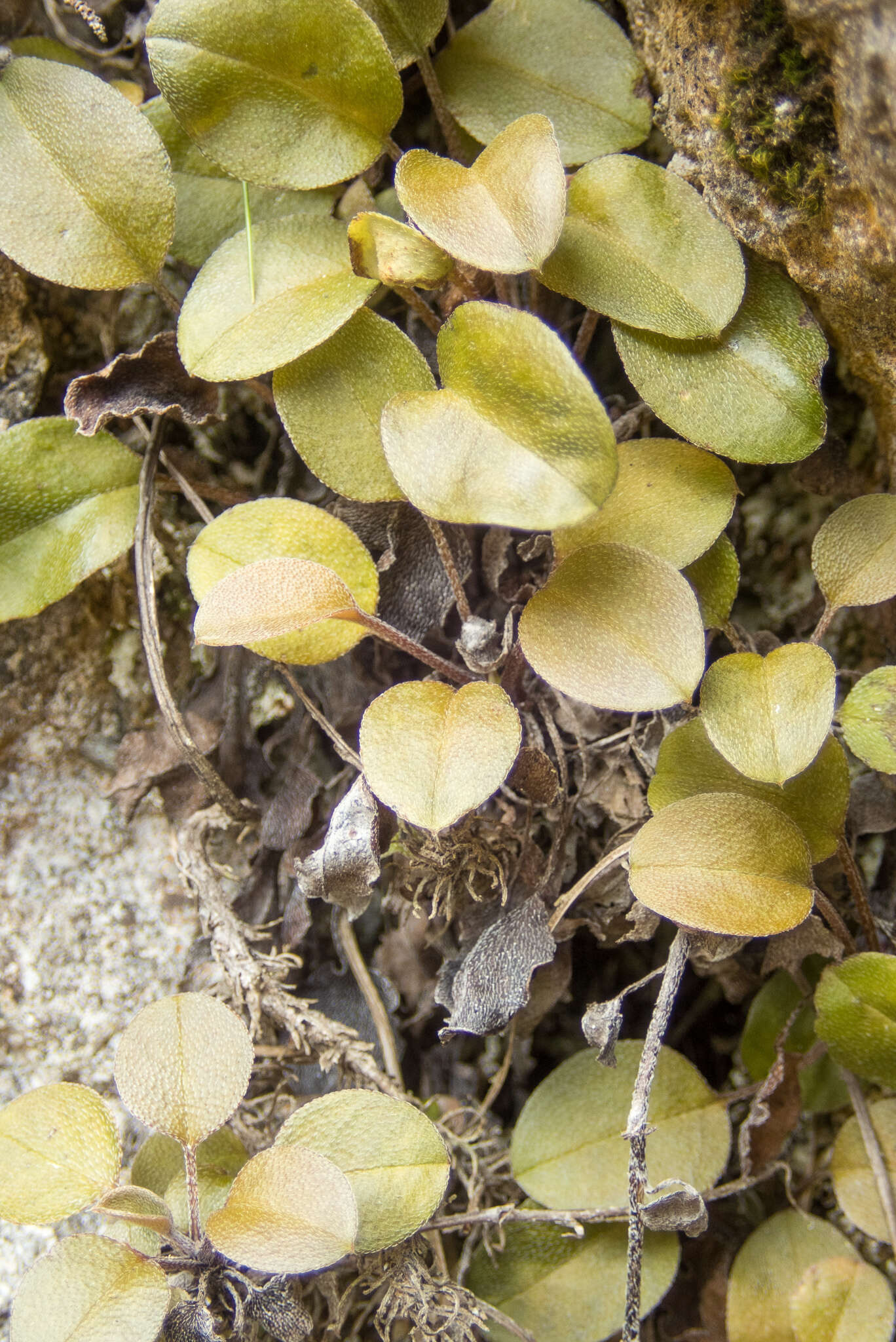 Imagem de Myosotis petiolata Hook. fil.