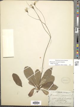 Image of rattlesnakeweed