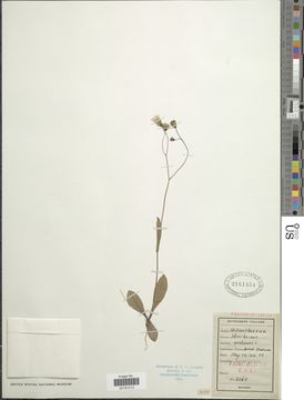 Image of rattlesnakeweed