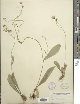 Image of rattlesnakeweed