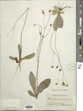 Image of rattlesnakeweed