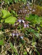 Слика од Trachystemon orientalis (L.) G. Don