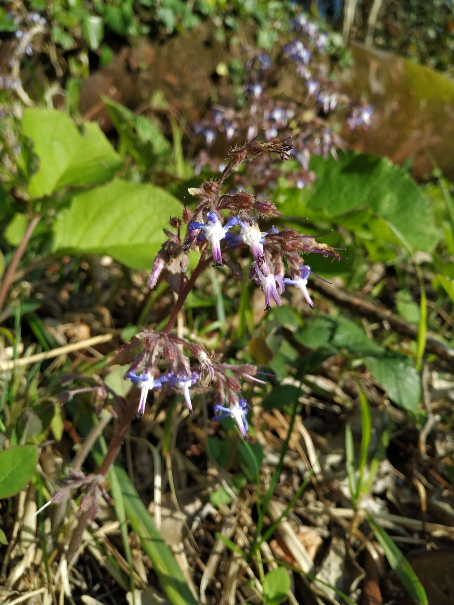 Слика од Trachystemon orientalis (L.) G. Don