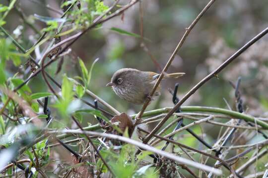 Imagem de Fulvetta formosana (Ogilvie-Grant 1906)