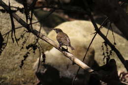 Image of Ramsayornis Mathews 1912