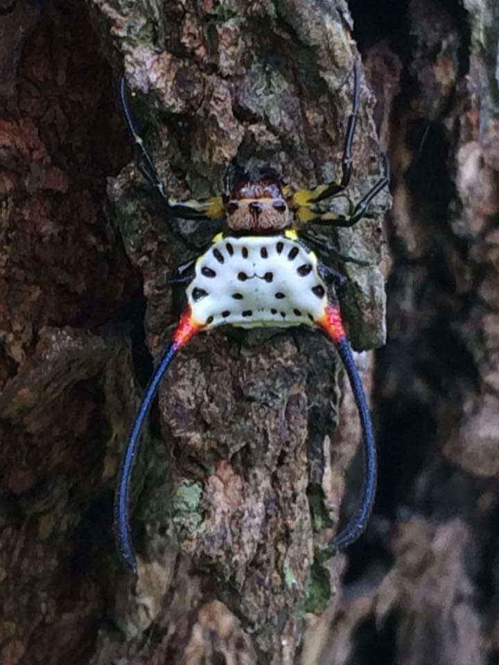 Image of Gasteracantha sanguinea Dahl 1914