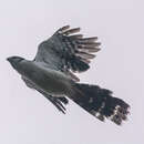 Image of Buckley's Forest-Falcon