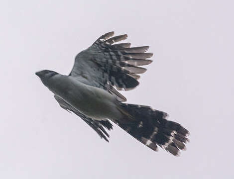 Image of Buckley's Forest-Falcon