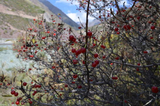 Lonicera heterophylla Decne. resmi