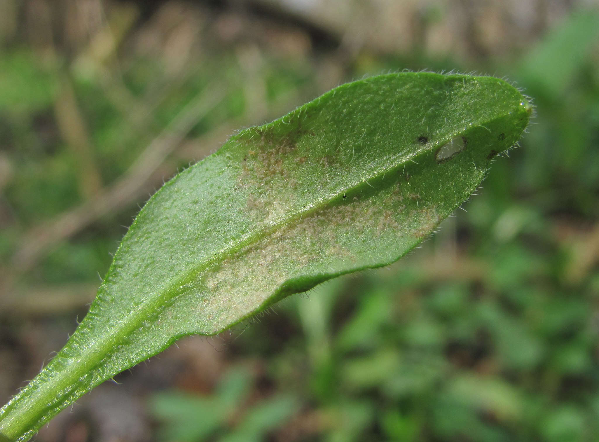 Plancia ëd Peronospora myosotidis