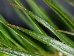 Image of Dawsonia polytrichoides R. Brown 1811