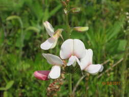 Tephrosia onobrychoides Nutt.的圖片