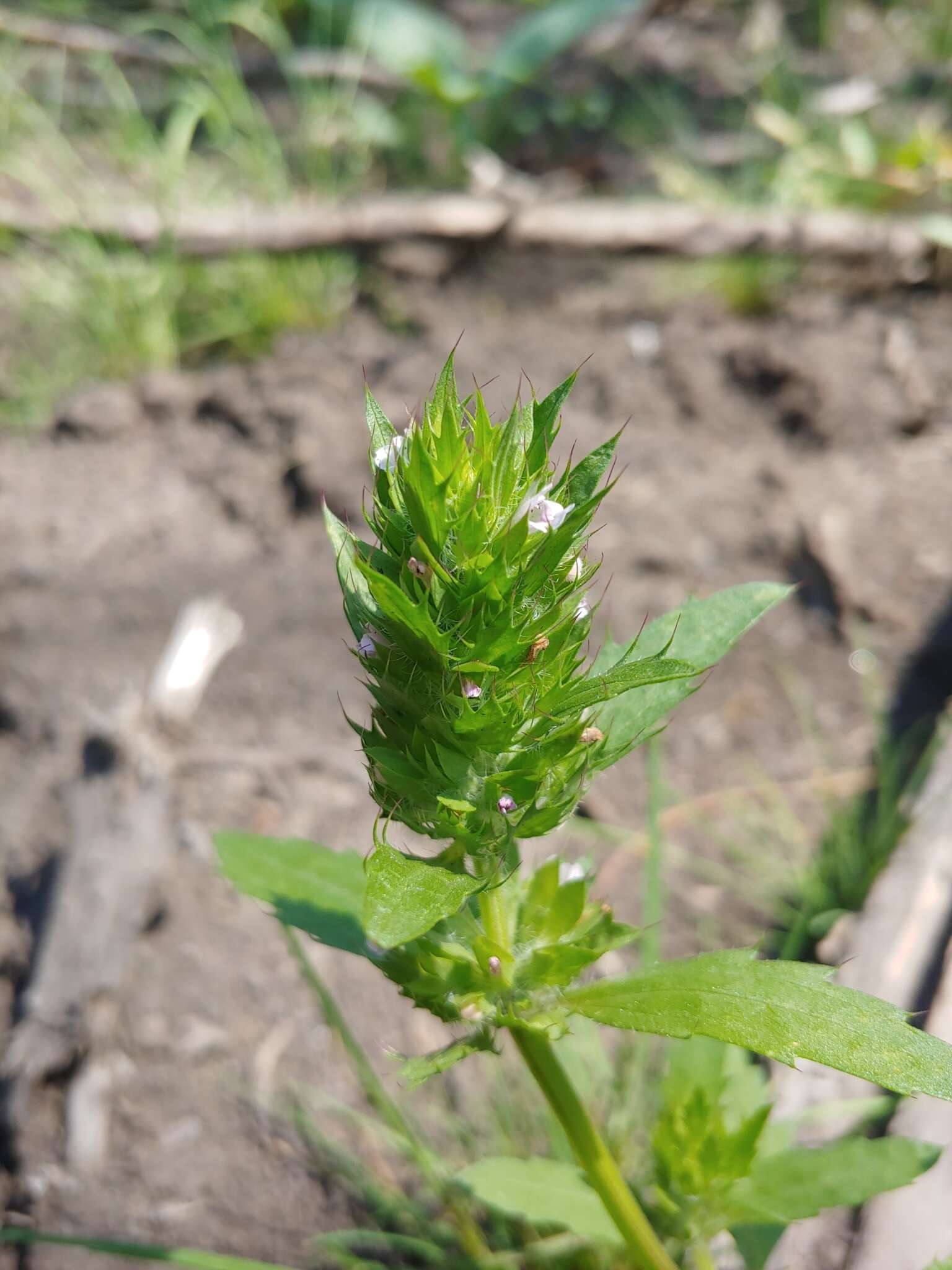 Image de dracocéphale à petite fleur