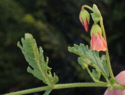 Image of Hermannia diffusa L. fil.