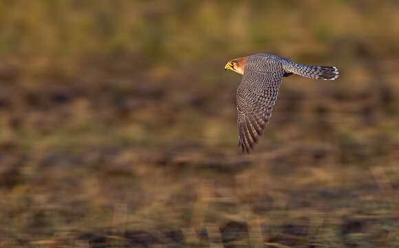 Image of Red-headed Falcon