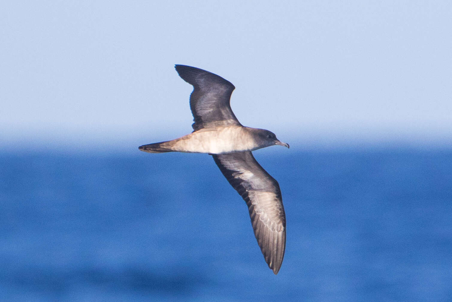 Image of Wedge-tailed Shearwater