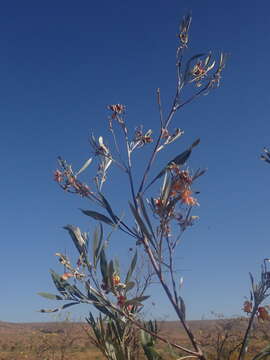 Image of Grevillea refracta R. Br.