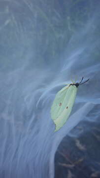 Image of Gonepteryx amintha formosana