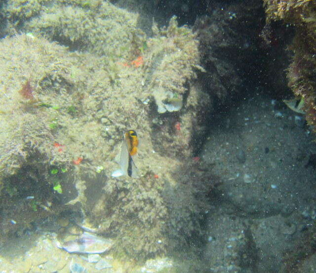 Image of Butterfly fish