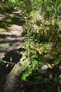 Image of Synurus deltoides (Ait.) Nakai