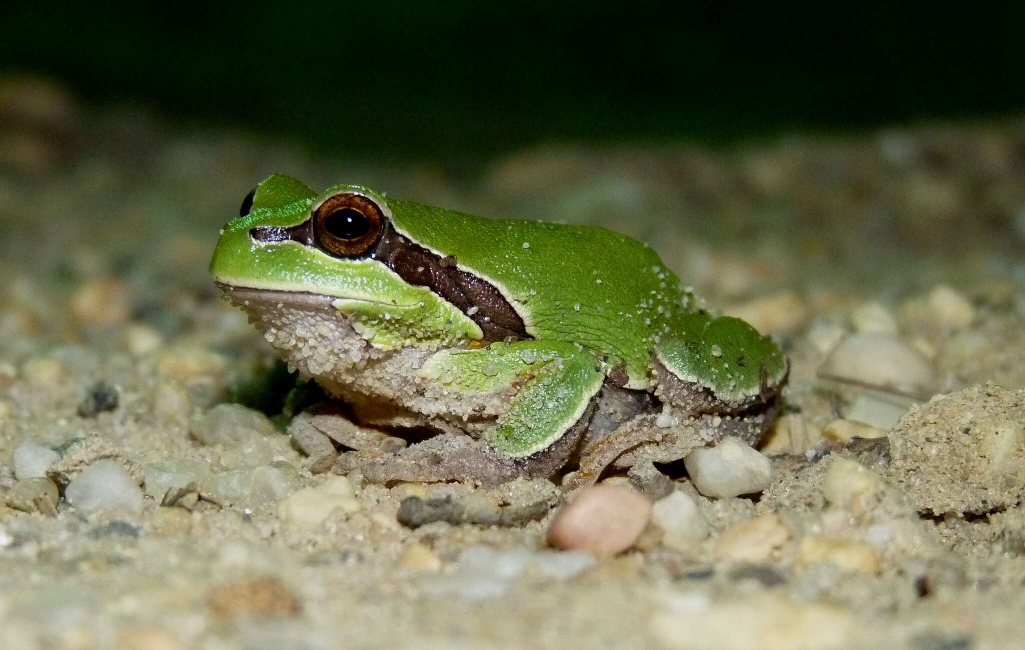 Image of Pine Barrens Treefrog