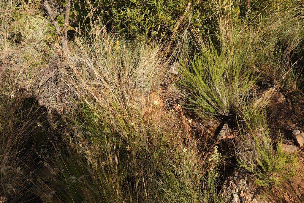 Image of Dianthus caespitosus Thunb.